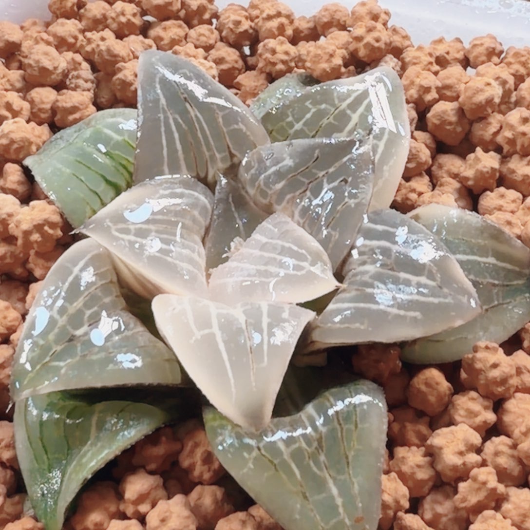 十二卷月神糊班锦