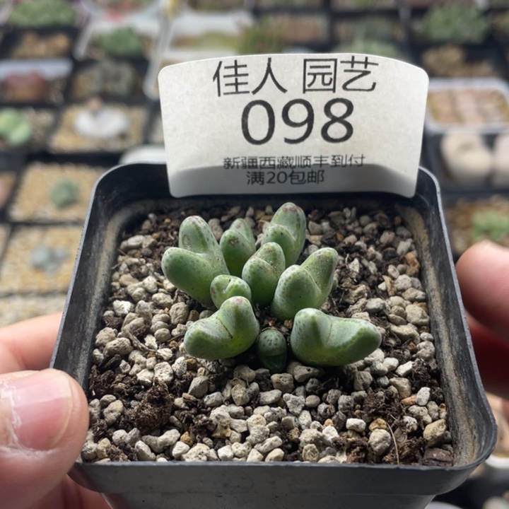 佳人园艺 老周多肉上福利啦098