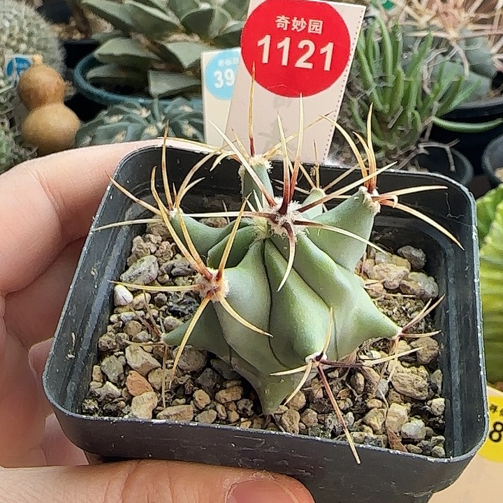 实生花刺春楼一颗星
