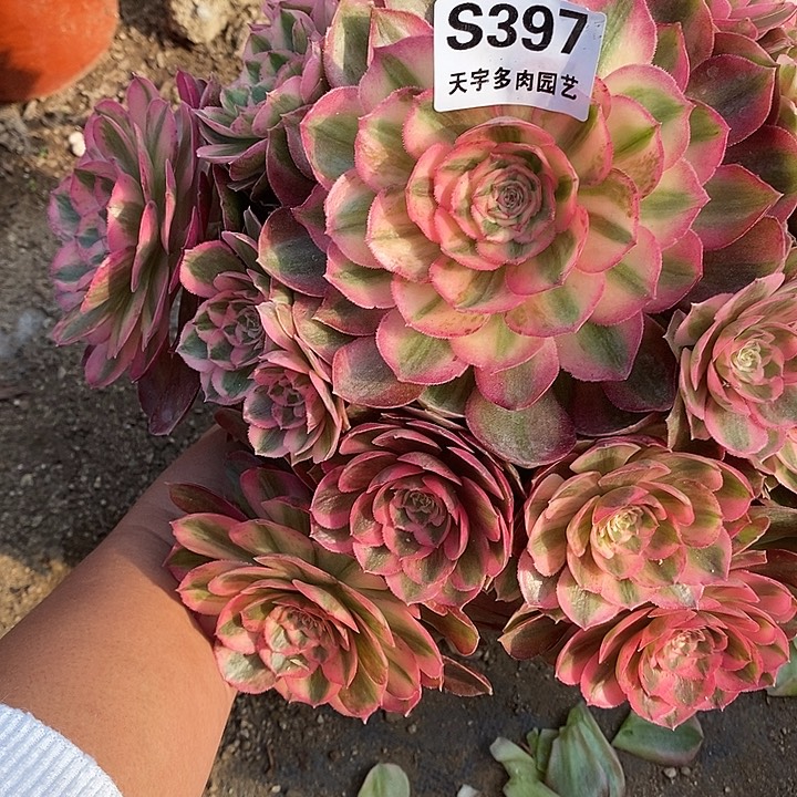 老***四多肉植物火龙果397多肉