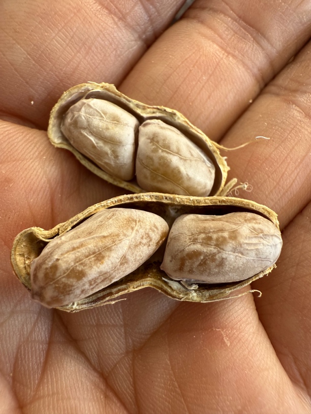 黄姜小粒种本地花生海陆丰农产品