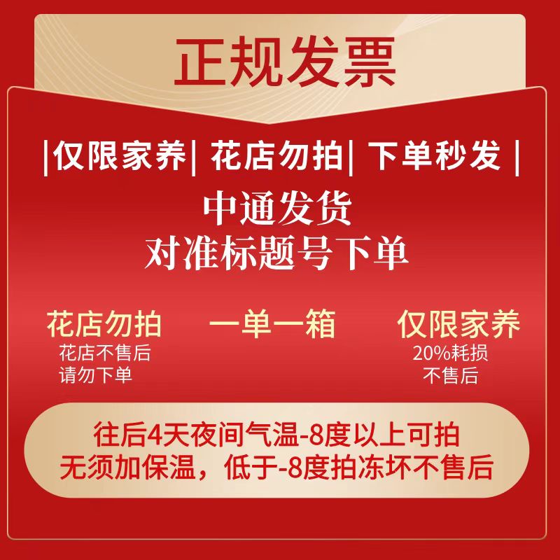 412号发一箱❤直播鲜花对准号下单❤快递揽收后不支持退款