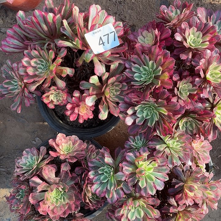 477号一物一拍4棵