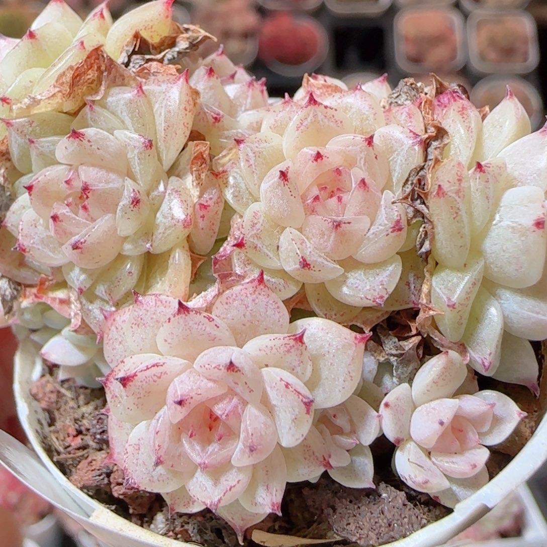 花语多肉1230-54散魔仙