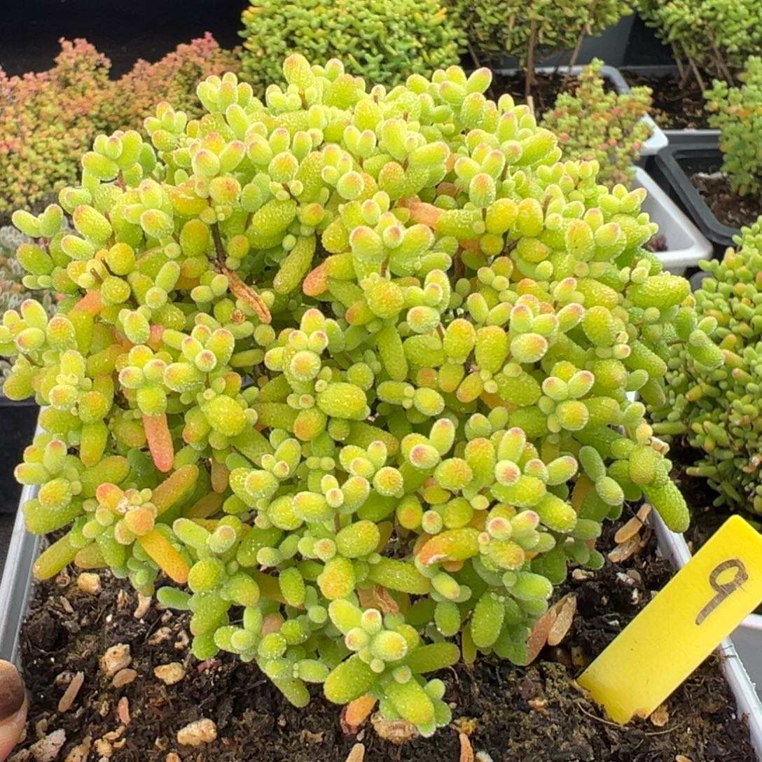 金桔糖球9号12cm盆