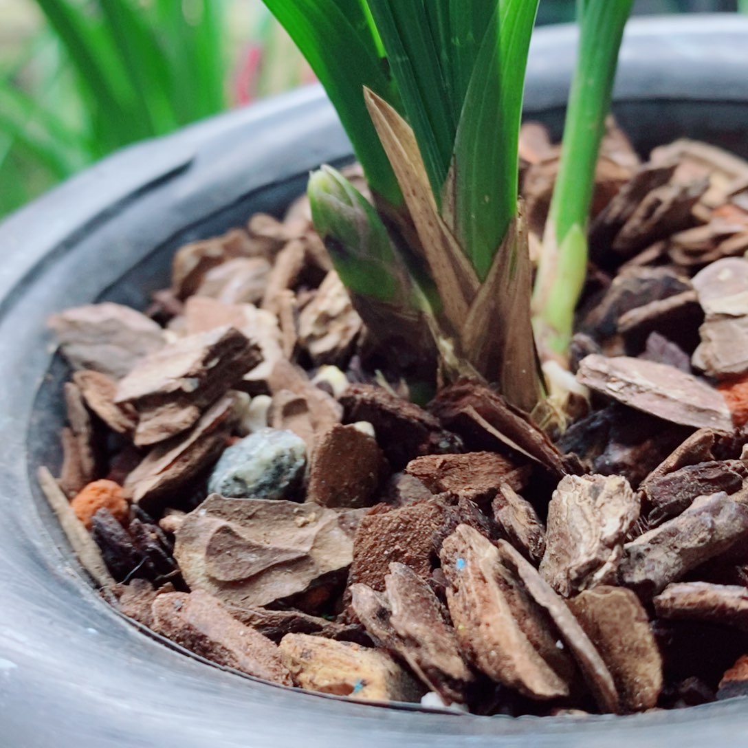 大部分花苞少量开放