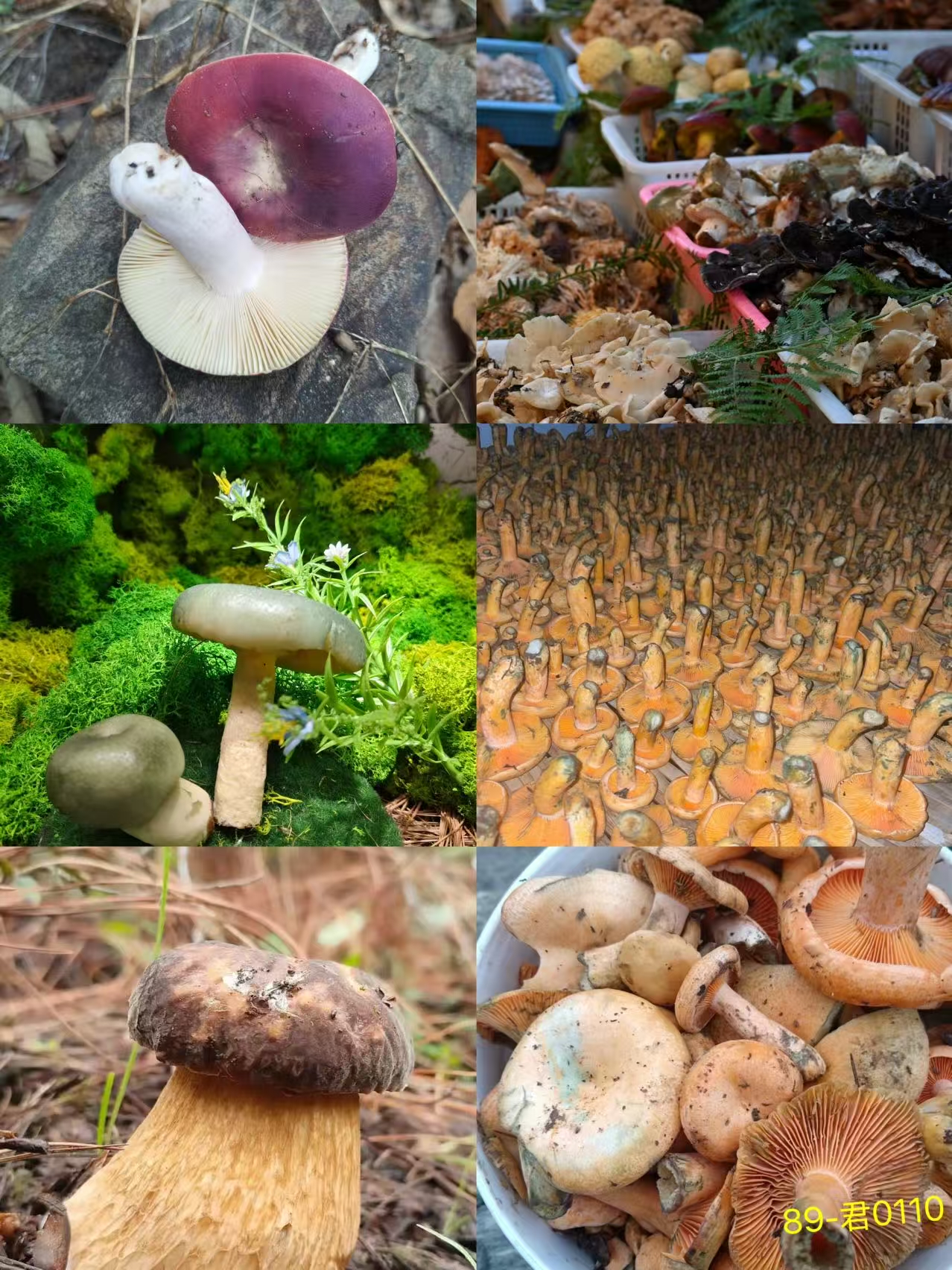 《143》来总专属土特产多样性发货干羊肚菌-君0011-236g