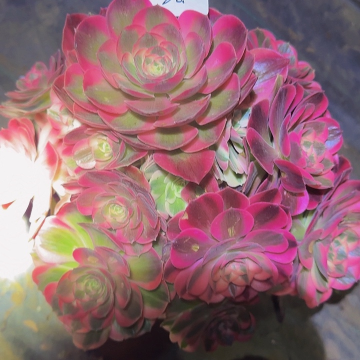 ╭****❤精品粉女郎捧花开播福利22