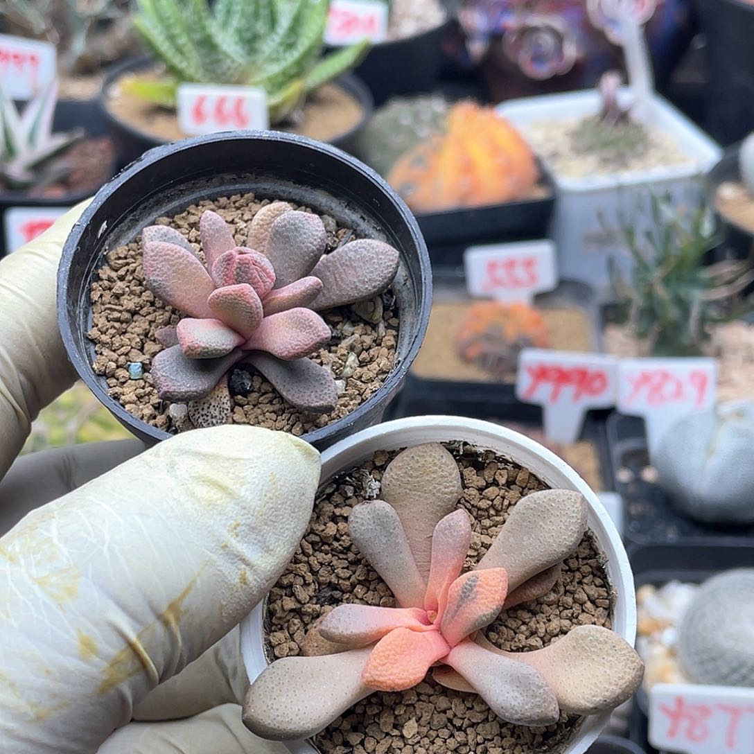 实生唐扇锦两颗 致远多肉