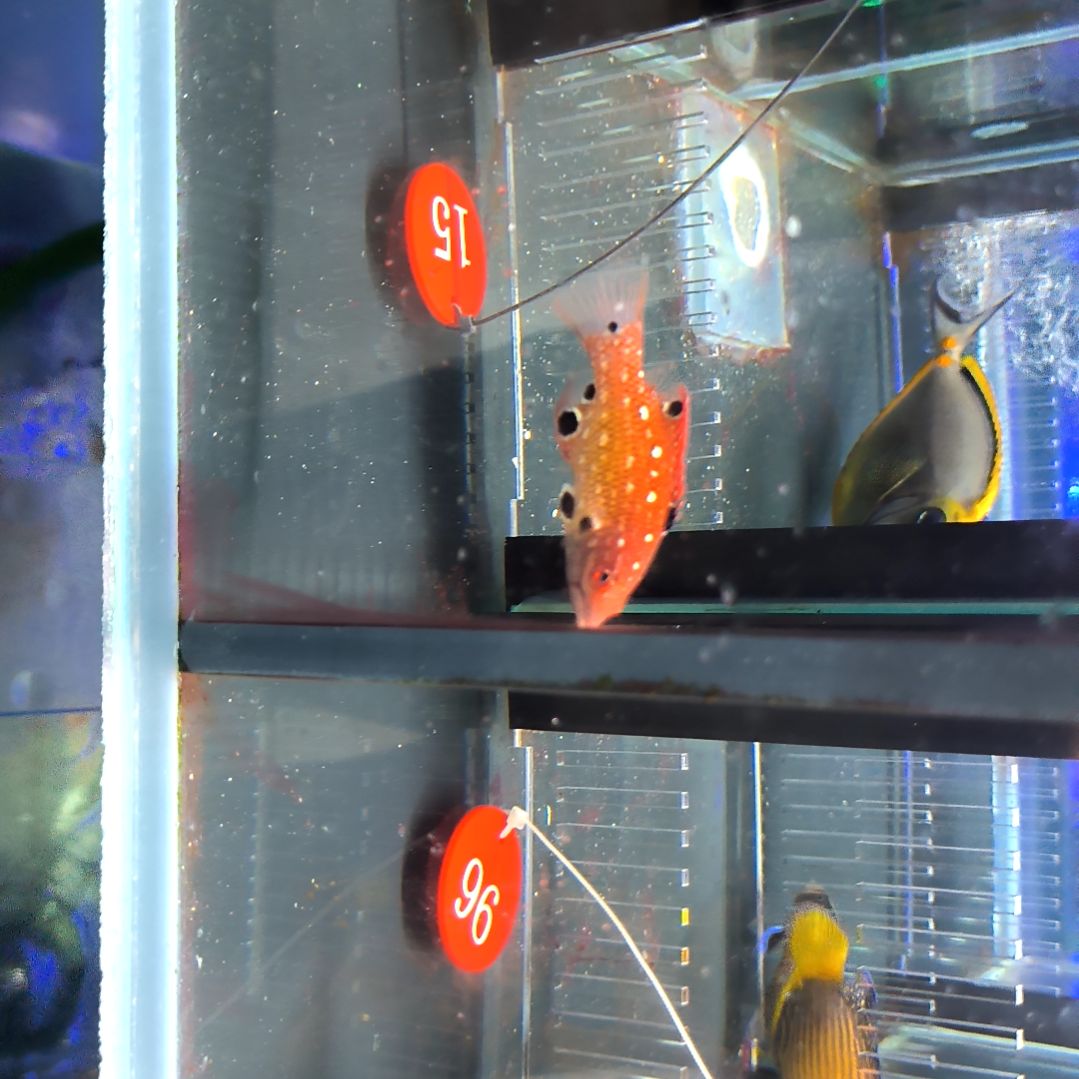 海水鱼七星龙6+60/闪电草莓100/运40/5-50+96/15