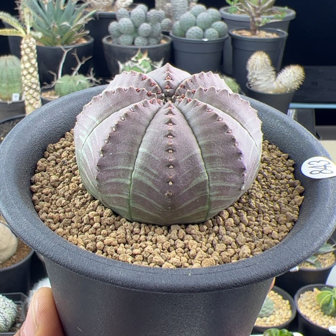 欧布种播实生5.2一物一拍