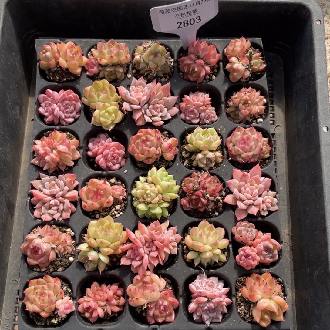 不包整散 盆子不售后2803