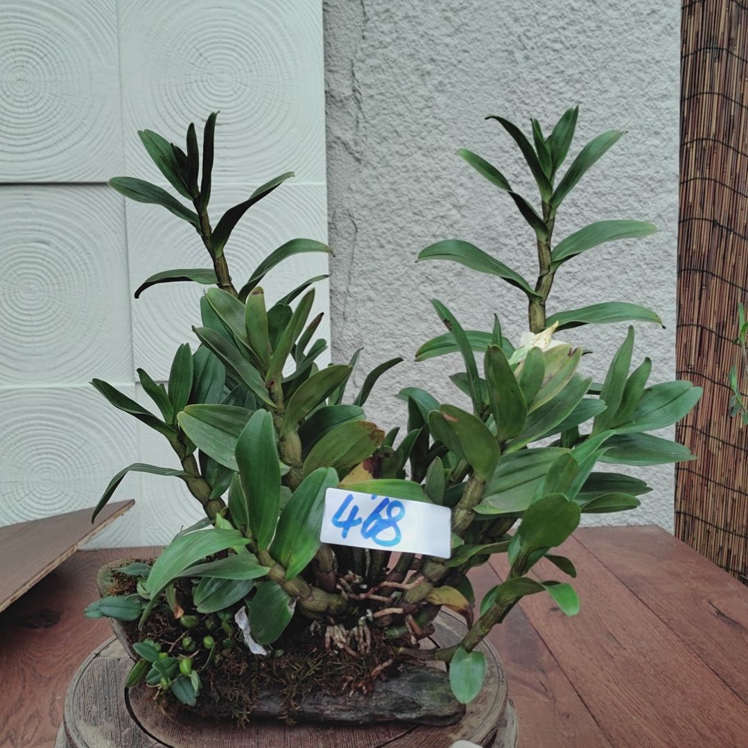 468翅鄂密花实豆花卉植物微景观
