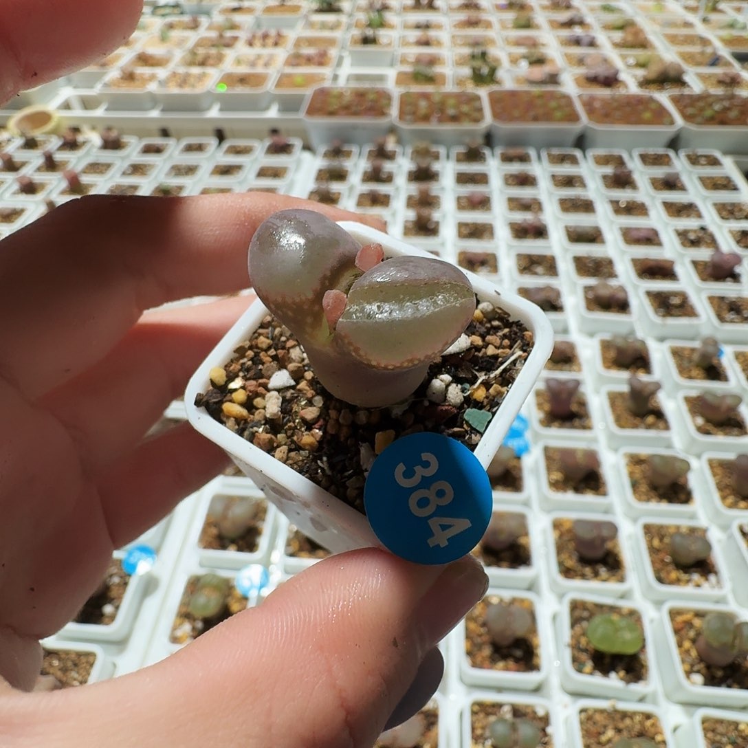 多肉植物福利风铃384