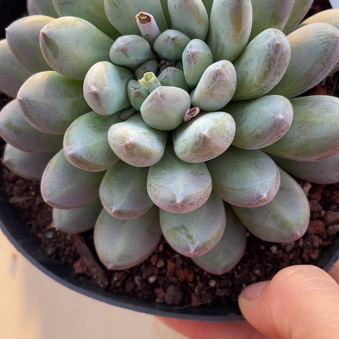 咖啡豆77 多肉多肉多肉