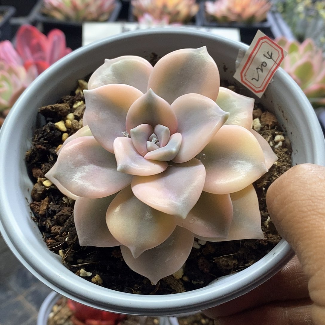 2204粉紫乐腹轮锦多肉