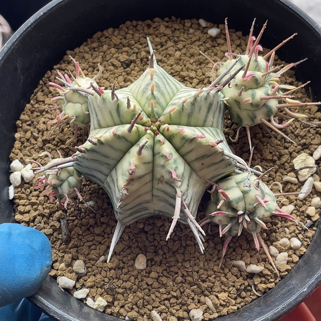 羽田斑马锦大戟群