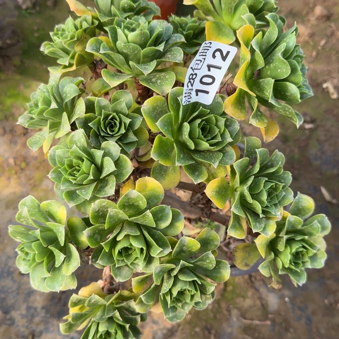 蓝色妖姬多肉1012满28包邮断枝不包