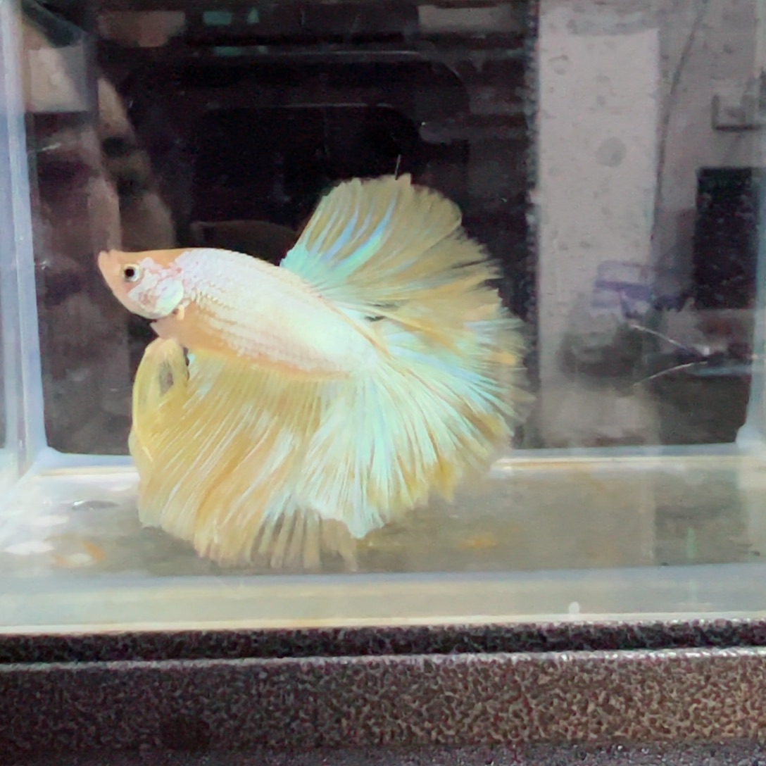 斗鱼浅色特殊尾hhhh