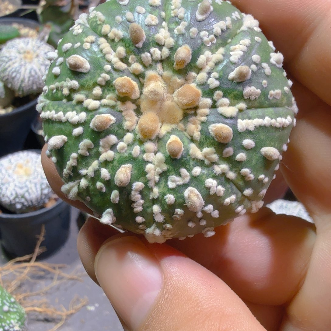 皇室兜多肉植物多肉植物