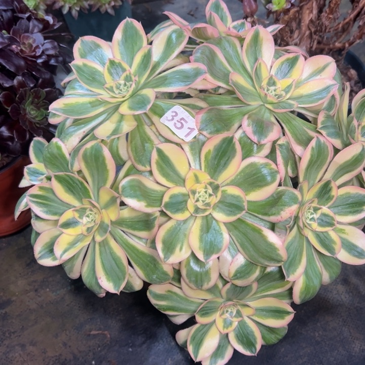 燕姿锦351多肉法师一物一拍