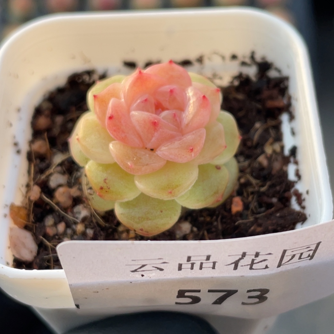 573号糖心冰心珍妮