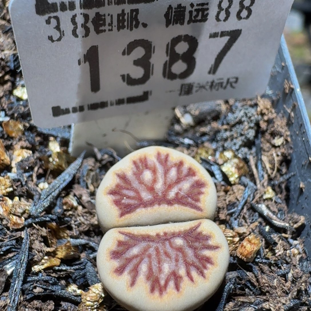 Ssss精品生石花1387