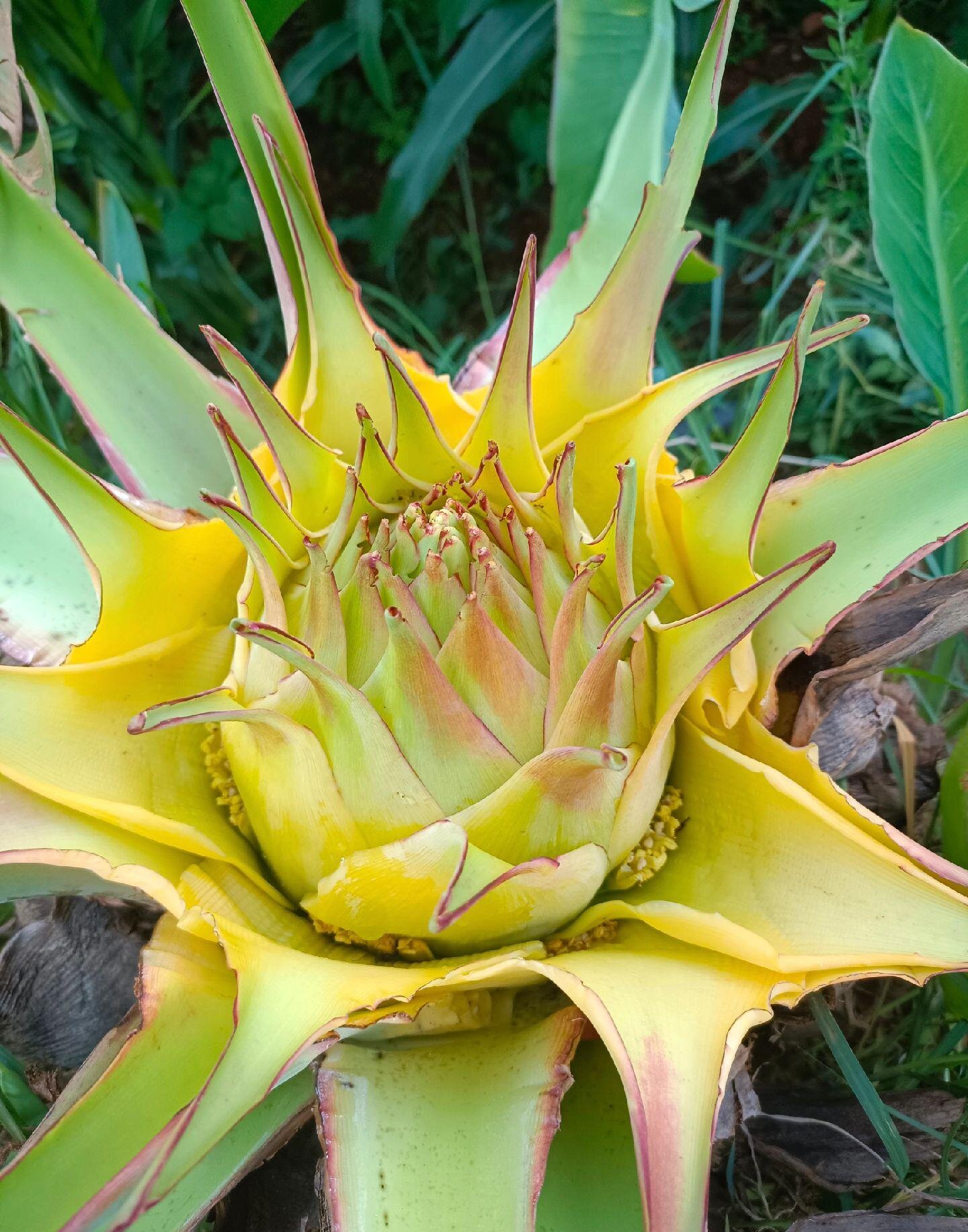 凉山地涌青莲紫莲花大型绿植花卉适合庭院客厅办公室室内室外易养