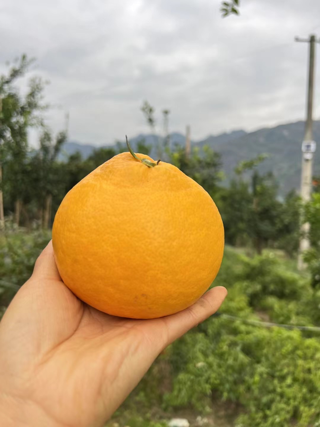 湖南怀化阳光一号柑橘手剝橘子香甜爆汁果园直发