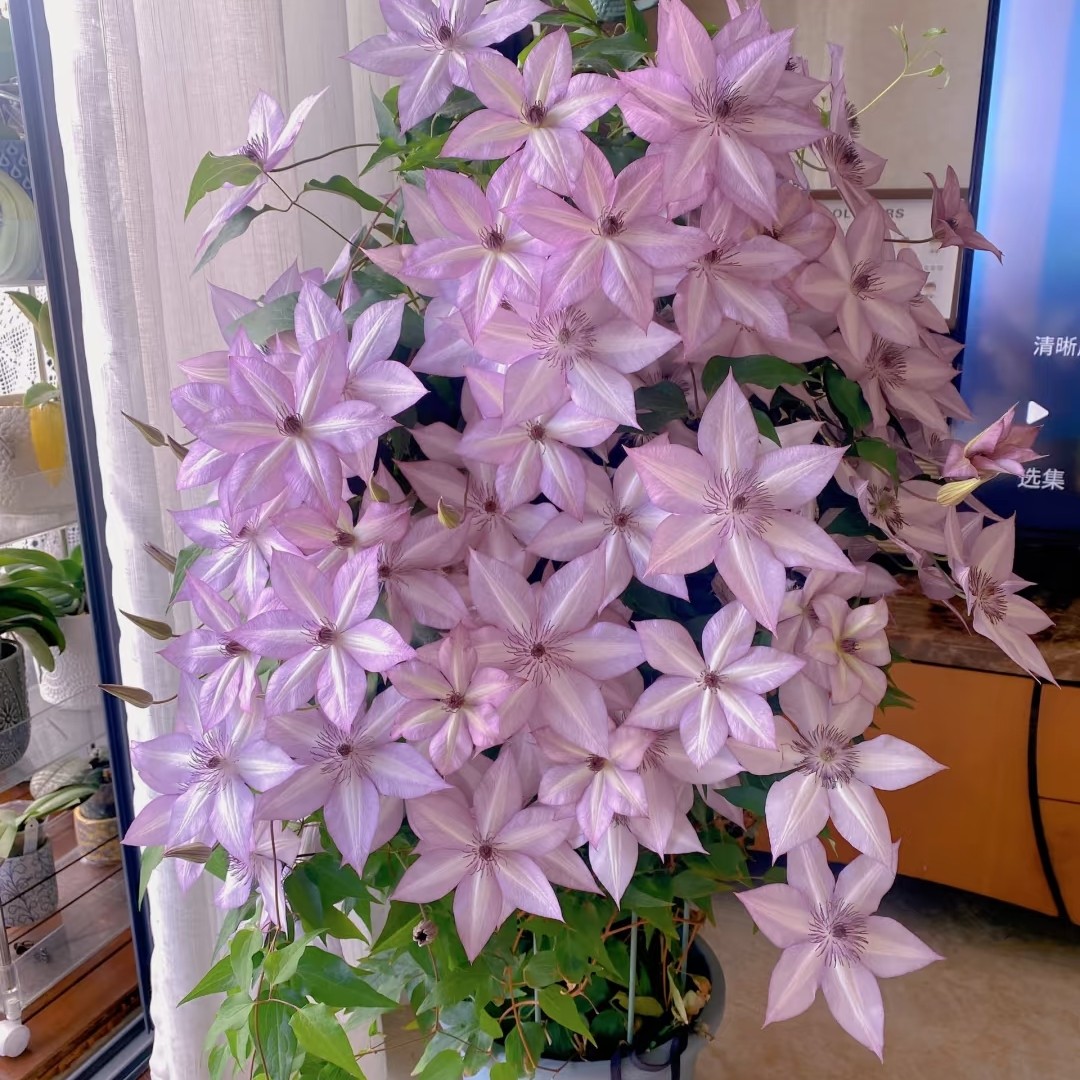 乌托邦 2加仑 花园必备爬藤植物庭院阳台围栏花墙拱门花柱