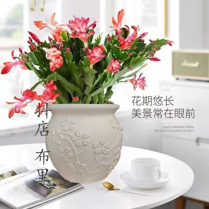 【带盆】蟹爪兰花苗盆栽带花苞四季开花好养耐活室内花卉