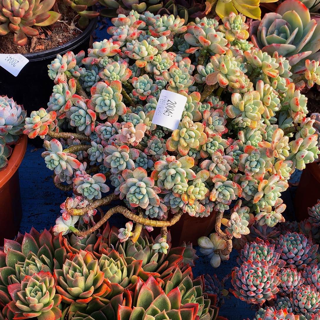 ****࿐         劳尔多肉20045