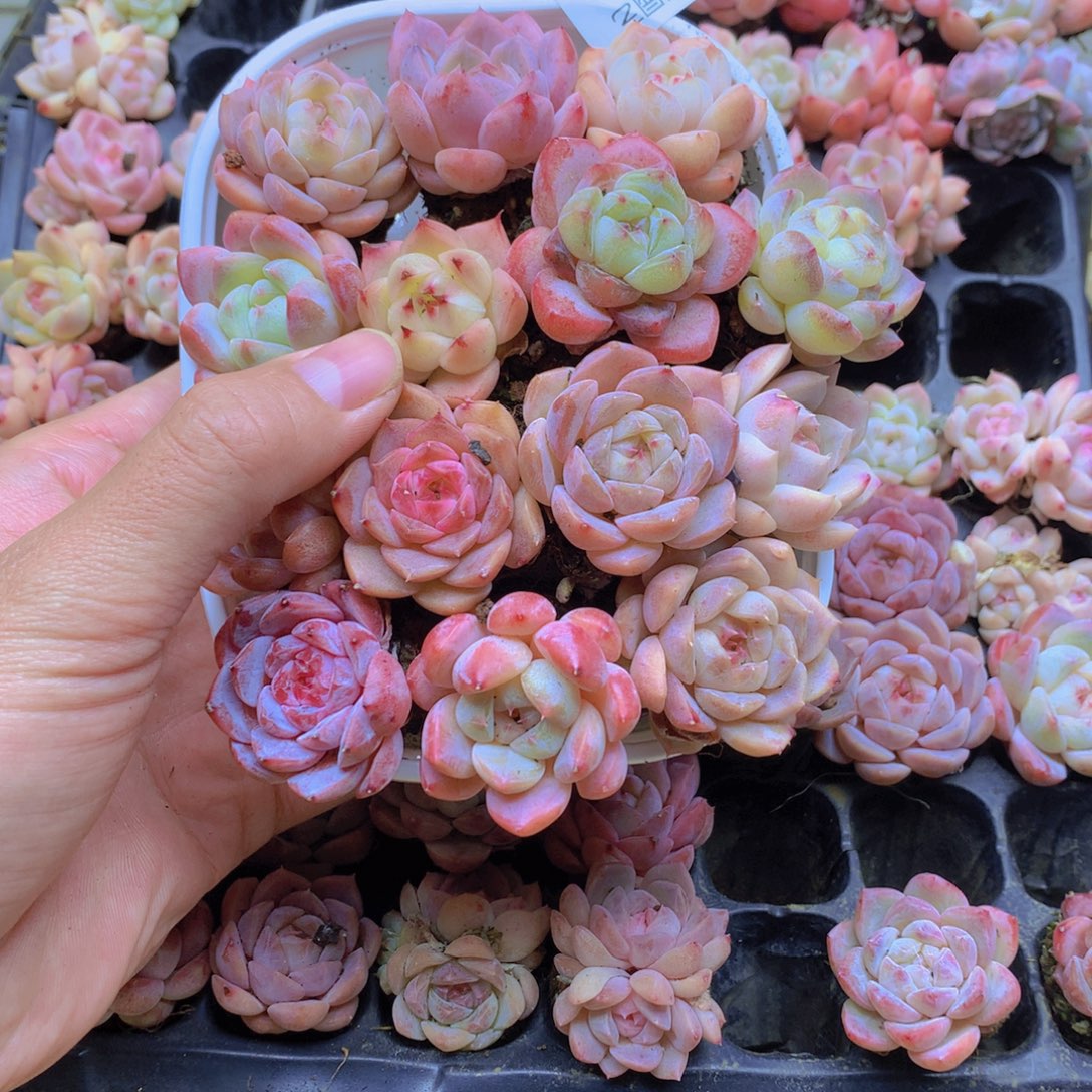 我要去看你了啊052