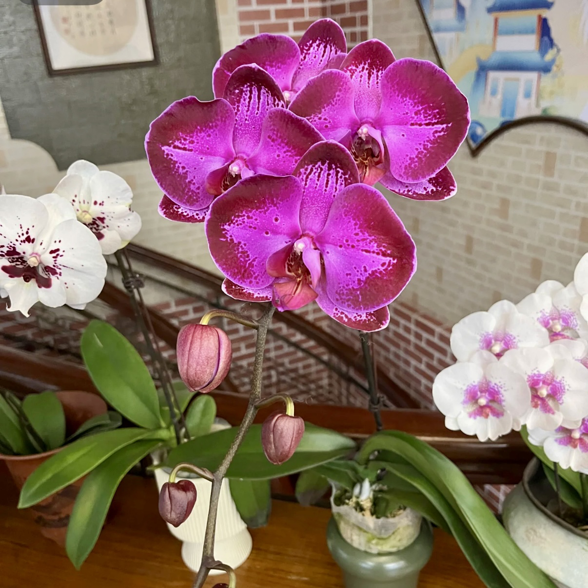 植趣年宵花【潮流】特级花脸大黑花3.5加高开花株