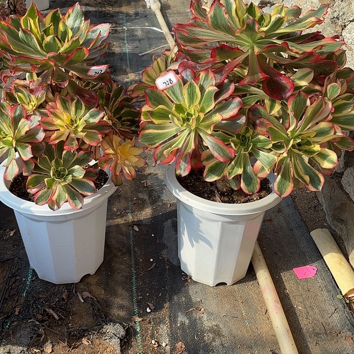 全部花朵九**秋727魅影加728魅影多肉植物