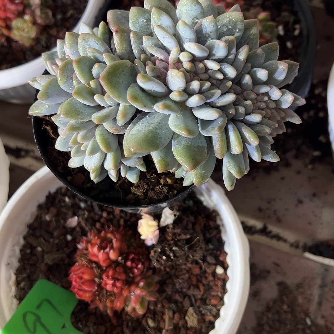 悦***阁半夏缀化多肉植物