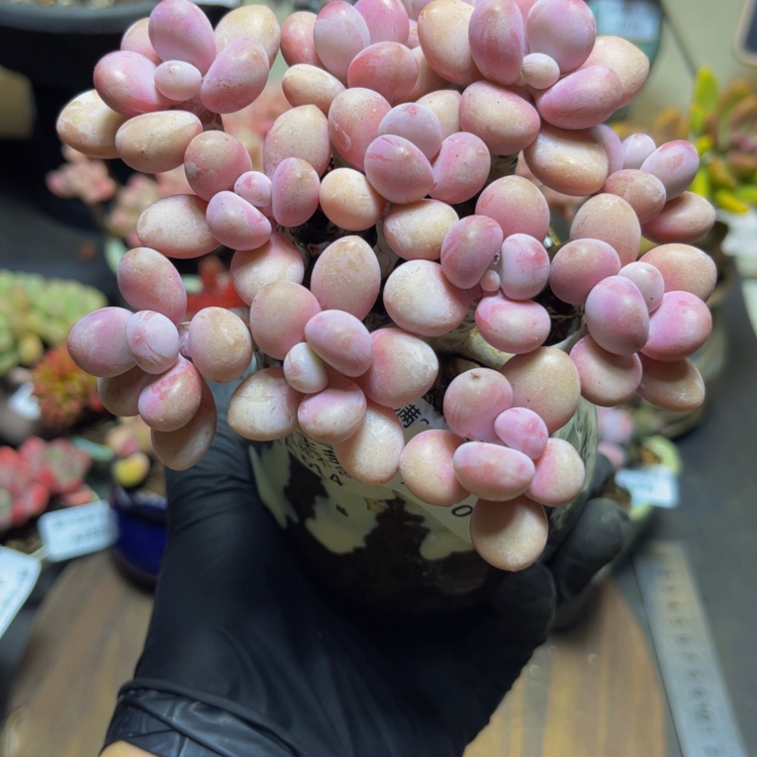 330手捧花桃蛋11厘米