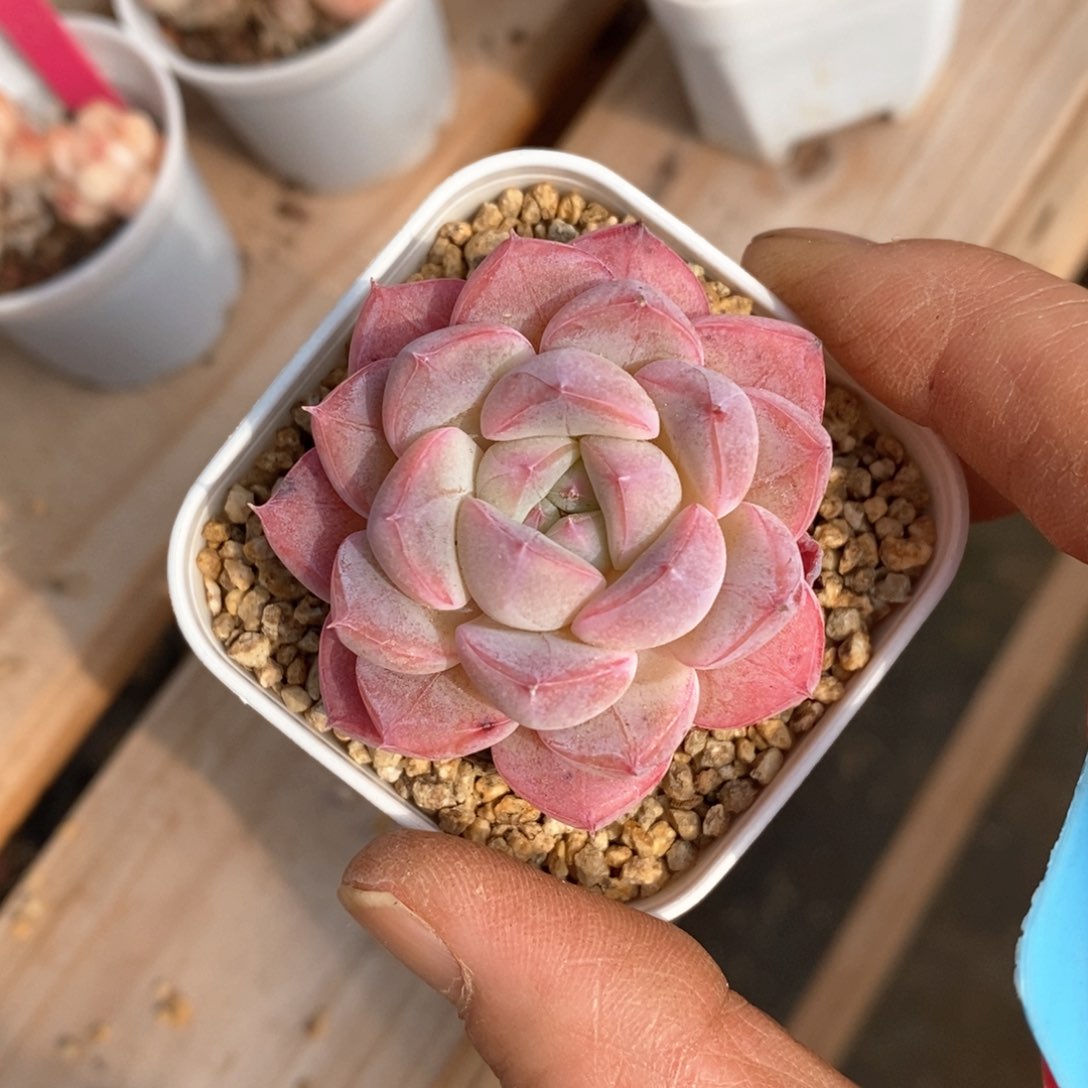 精品多肉一物一拍不包整16