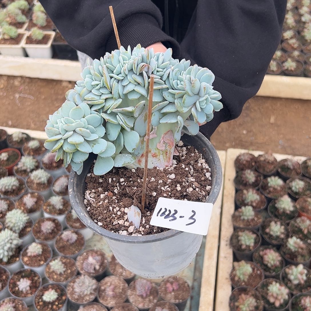 B***-1223-3奶茶缀多肉植物