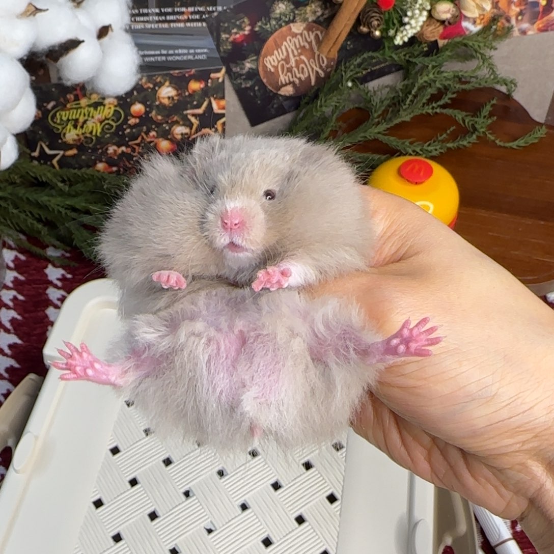 鸽灰弟弟11.08生日