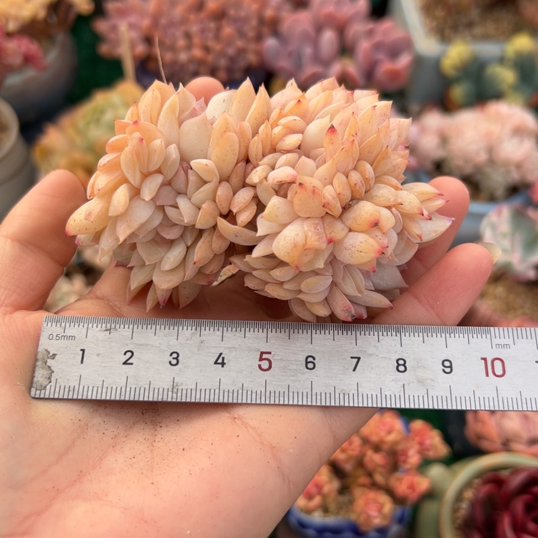 黑***妮597 多肉植物组合盆栽