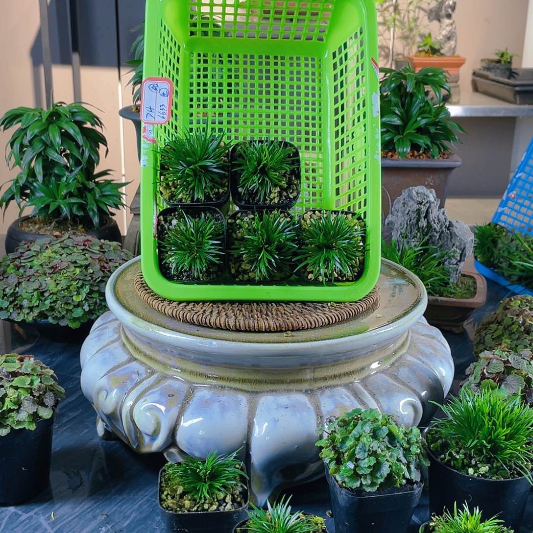 【闪购商品】完全开放