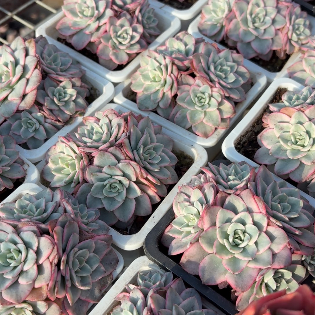 奶油黄桃锦9㎝盆整群