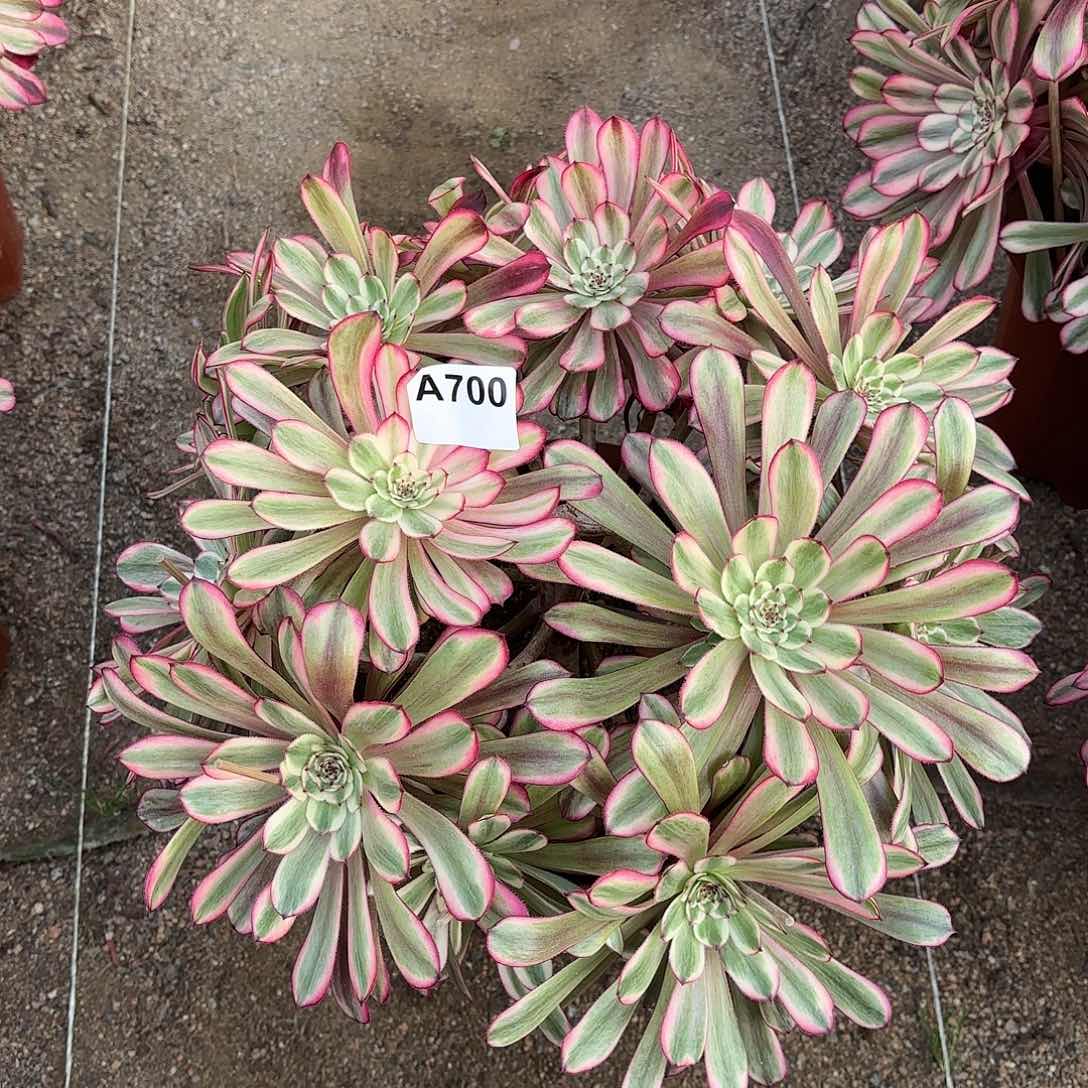 多肉法师水晶仙子主头折了700