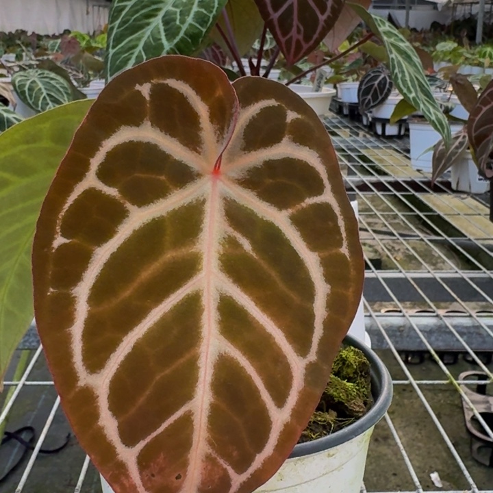 完全开放5粉色面纱