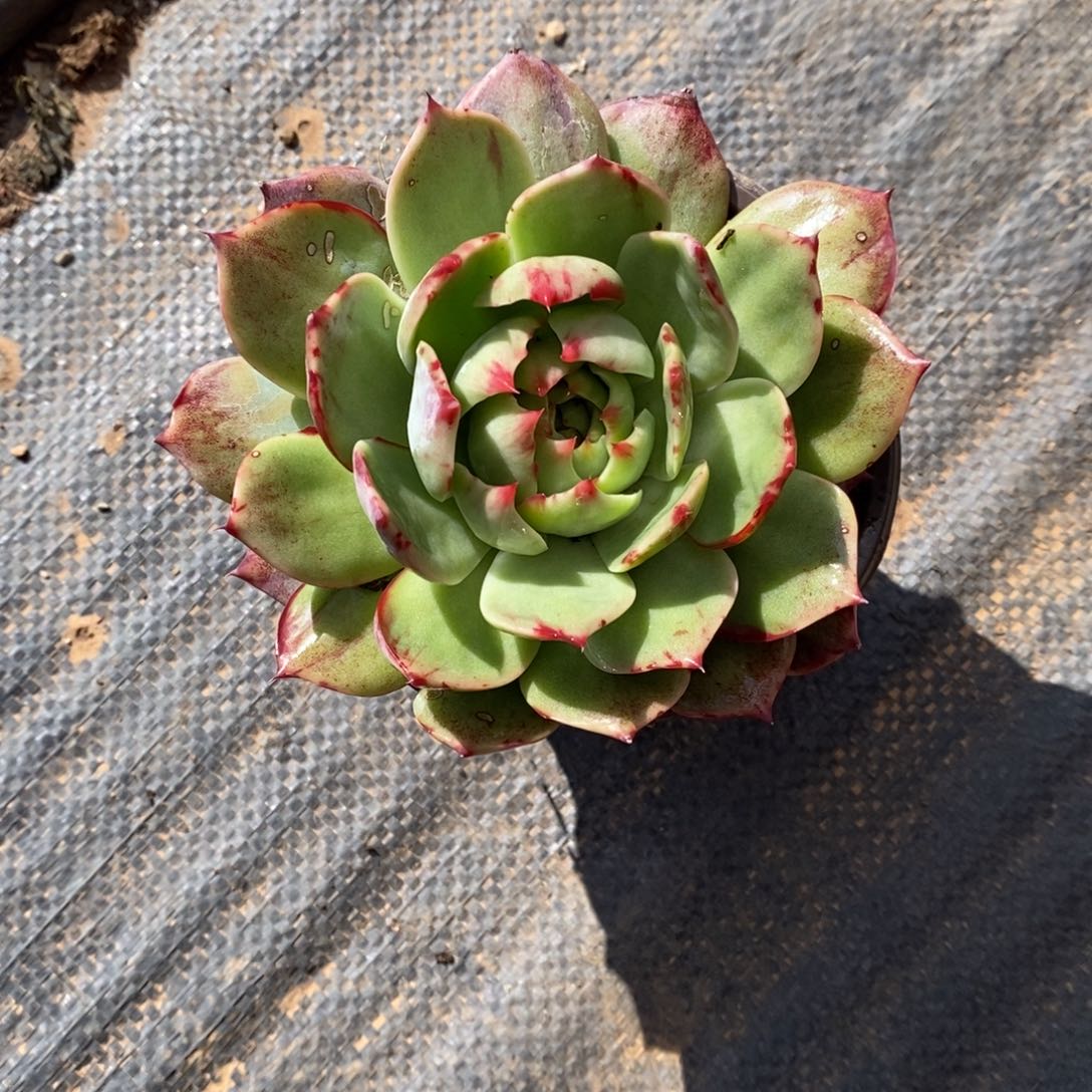 迷***手      39。       