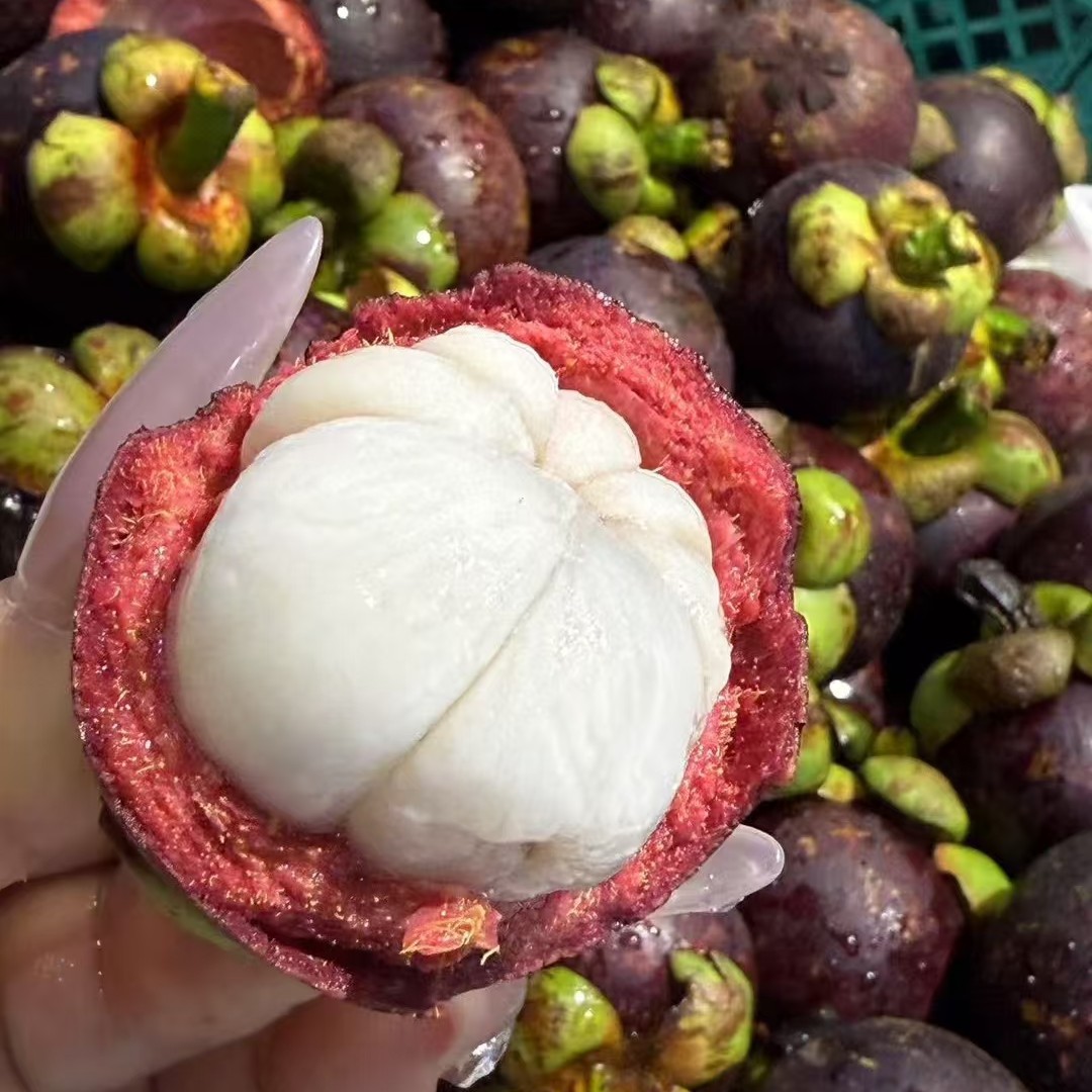 泰国山竹老树麻竹