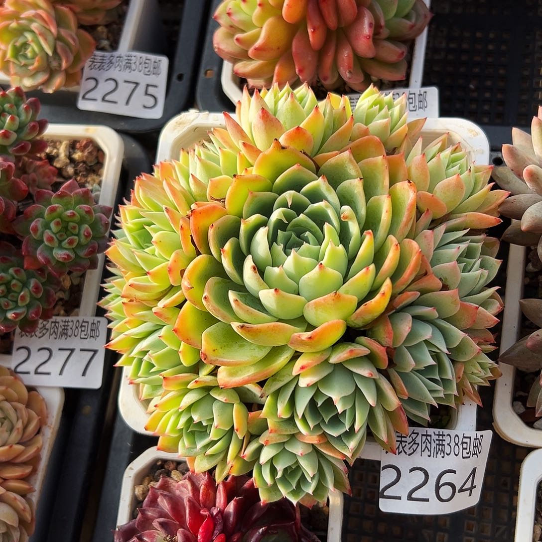 多肉一物一拍植物2264