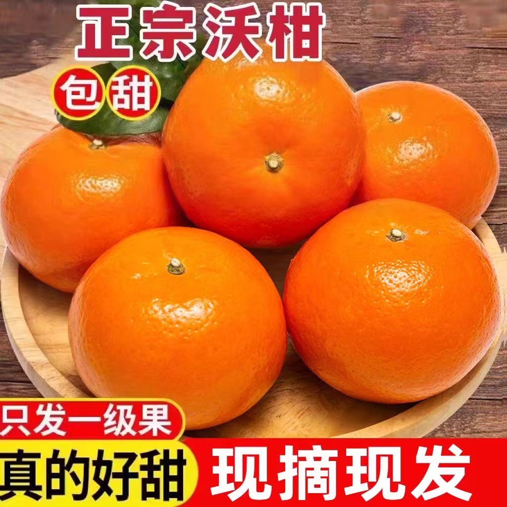 【周刚专属】正宗四川桔子蜜柑樱桃小沃柑新鲜爆甜农家果园现摘现发