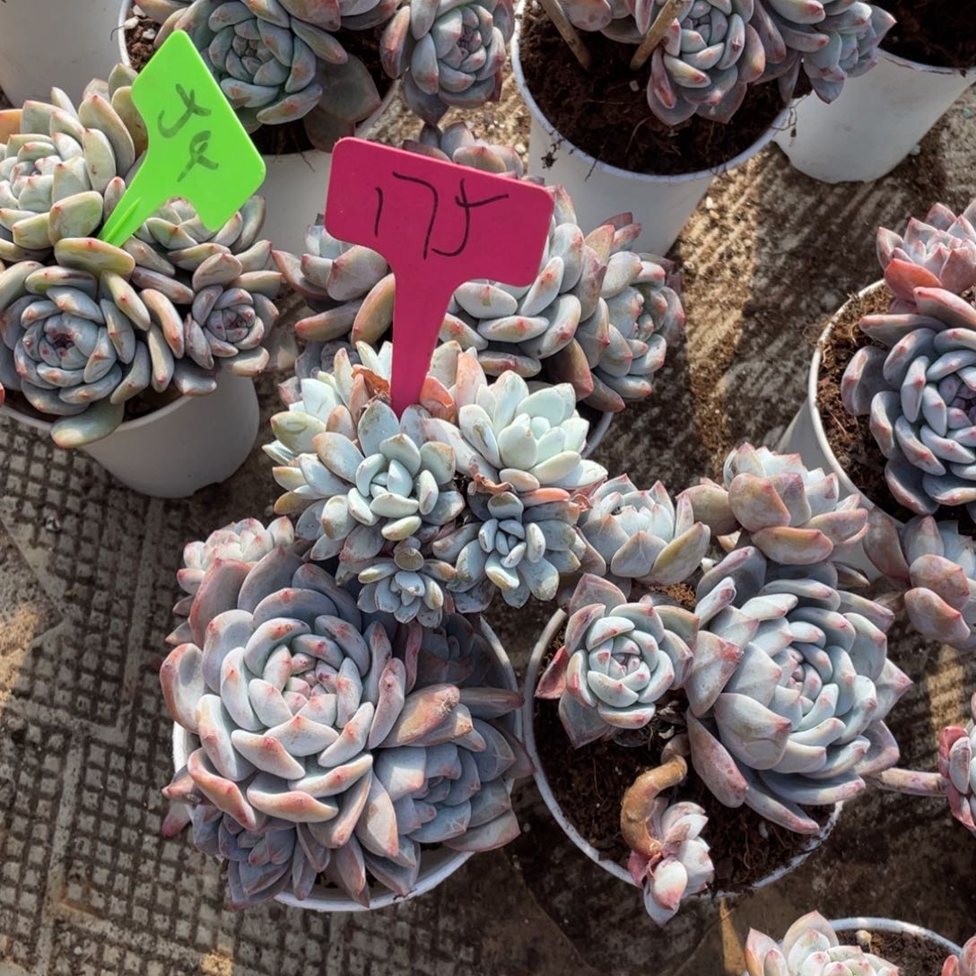 ****的星影缀化多头群生175